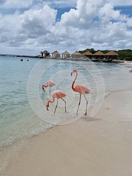 Aruba beach with pink flamingos at the beach, flamingo at the beach in Aruba Island Caribbean