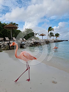 Aruba beach with pink flamingos at the beach, flamingo at the beach in Aruba Island Caribbean