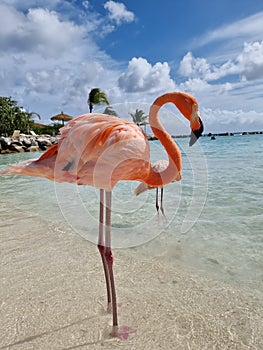 Aruba beach with pink flamingos at the beach, flamingo at the beach in Aruba Island Caribbean