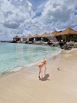 Aruba beach with pink flamingos at the beach, flamingo at the beach in Aruba Island Caribbean