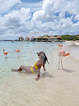 Aruba beach with pink flamingos at the beach, flamingo at the beach in Aruba Island Caribbean