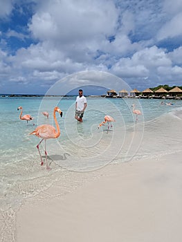 Aruba beach with pink flamingos at the beach, flamingo at the beach in Aruba Island Caribbean