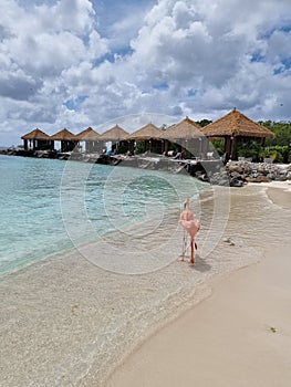 Aruba beach with pink flamingos at the beach, flamingo at the beach in Aruba Island Caribbean