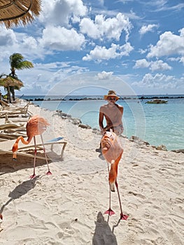 Aruba beach with pink flamingos at the beach, flamingo at the beach in Aruba Island Caribbean