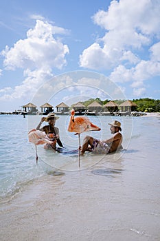 Aruba beach with pink flamingos at the beach, flamingo at the beach in Aruba Island Caribbean