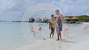 Aruba beach with pink flamingos at the beach, flamingo at the beach in Aruba Island Caribbean