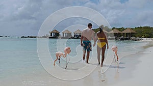 Aruba beach with pink flamingos at the beach, flamingo at the beach in Aruba Island Caribbean