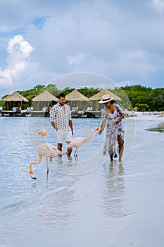 Aruba beach with pink flamingos at the beach, flamingo at the beach in Aruba Island Caribbean