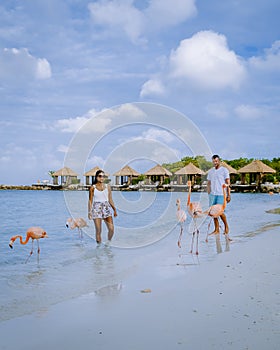 Aruba beach with pink flamingos at the beach, flamingo at the beach in Aruba Island Caribbean