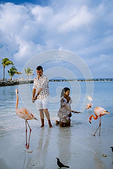 Aruba beach with pink flamingos at the beach, flamingo at the beach in Aruba Island Caribbean