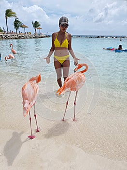 Aruba beach with pink flamingos at the beach, flamingo at the beach in Aruba Island Caribbean