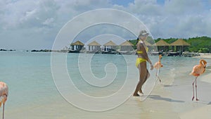 Aruba beach with pink flamingos at the beach, flamingo at the beach in Aruba Island Caribbean