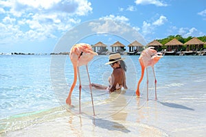 Aruba beach with pink flamingos at the beach, flamingo at the beach in Aruba Island Caribbean.