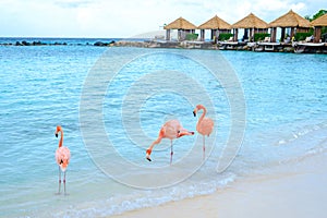 Aruba beach with pink flamingos at the beach, flamingo at the beach in Aruba Island Caribbean.