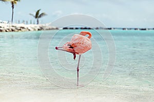 Aruba, Caribbean Beach, FlamingoBeach of Aruba