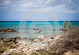 Aruba coastline with cactus