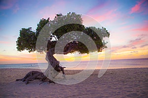 Aruba Divi Divi Tree