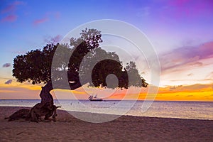Aruba Divi Divi Tree sunset