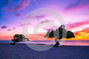 Aruba Divi Divi Tree sunset