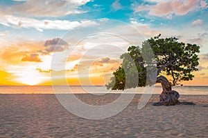 Aruba Divi Divi Tree Sunset photo