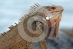 Aruba Iguana