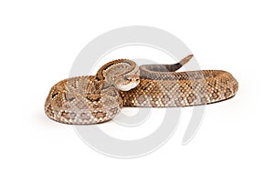 Aruba Rattlesnake Ready to Strike photo