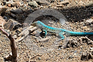 Aruba Whiptail Lizard, blue scales, standing on rocks and sand.