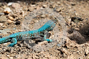 Aruba Whiptail Lizard, blue scales, standing on rocks and sand.