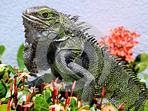 Aruban lizard