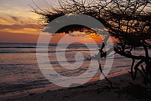 Aruban Sunset with Divi Divi Tree