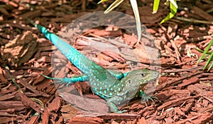 Aruban Whiptail Lizard