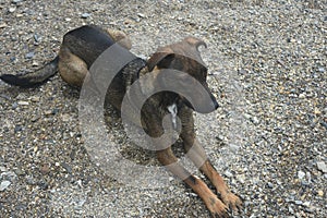 Arubia island cunucu dog with dark brown fur