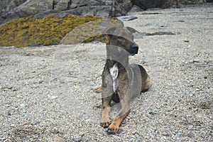 Arubian cunucu dog resting on a beach