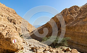 Arugot River bed, in the heart of the Ein Gedi Nature Reserve, a natural desert Oasis.