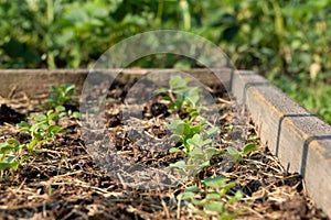 Arugula on the bed. The first vegetables in the garden in early spring. Eco cultivation of radishes on raised beds