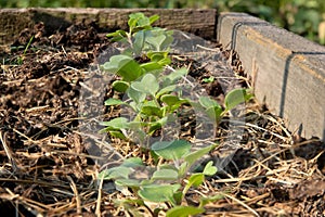 Arugula on the bed. The first vegetables in the garden in early spring. Eco cultivation of radishes on raised beds