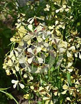 Arugula Eruca sativa blooms in the garden
