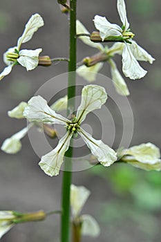 Arugula Eruca sativa blooms in the garden