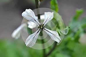 Arugula Eruca sativa blooms in the garden