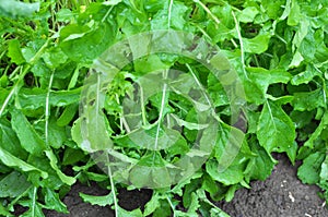 Arugula Eruca sativa blooms in the garden