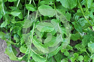 Arugula Eruca sativa blooms in the garden