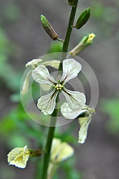 Arugula (Eruca sativa) blooms in the garden