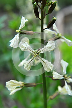 Arugula (Eruca sativa) blooms in the garden