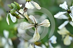 Arugula (Eruca sativa) blooms in the garden