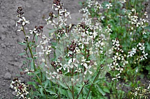 Arugula (Eruca sativa) blooms in the garden