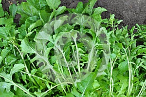 Arugula Eruca sativa growing in the garden