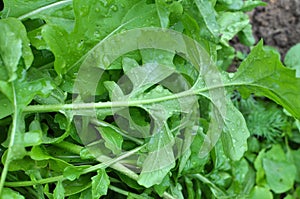 Arugula Eruca sativa growing in the garden