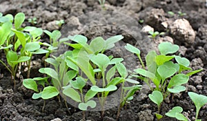 Arugula Eruca sativa seedlings sprouted from the seeds in the garden