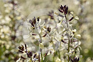 Arugula flower. Eruca lativa plant. Rucola blossom. Farmland arugula