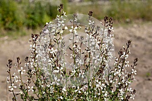 Arugula flower. Eruca lativa plant. Rucola blossom. Farmland arugula